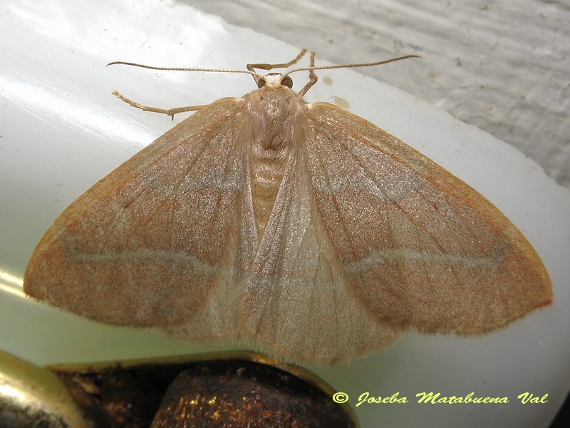 Geometridae da id: Hylaea fasciaria